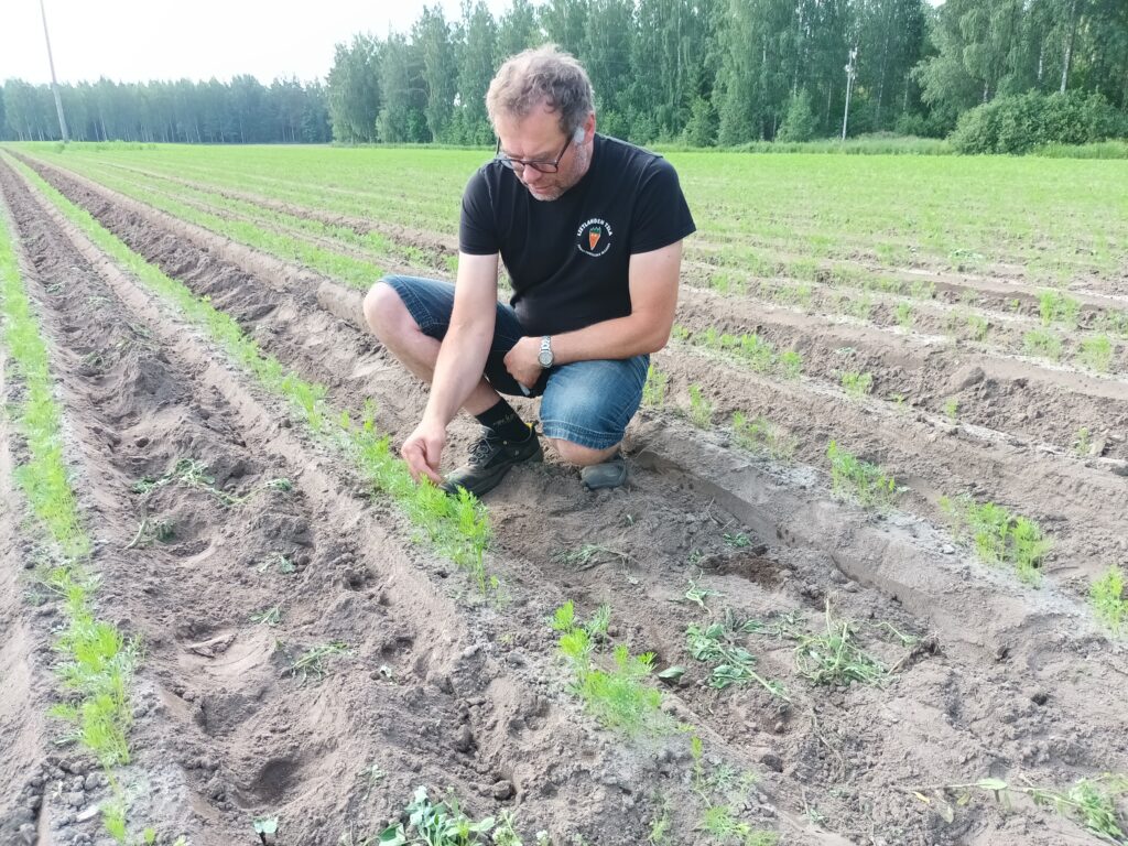 Mies on kyykyllään porkkanapenkkien välissä ja tutkii porkkanantaimia.